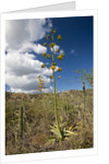 Agave in flower by Anonymous