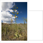Agave in flower by Anonymous