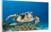 Hawksbill Turtle (Eretmochelys imbricata) by Anonymous