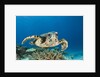Hawksbill Turtle (Eretmochelys imbricata) by Anonymous