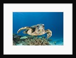 Hawksbill Turtle (Eretmochelys imbricata) by Anonymous