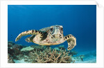 Hawksbill Turtle (Eretmochelys imbricata) by Anonymous