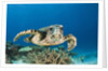 Hawksbill Turtle (Eretmochelys imbricata) by Anonymous