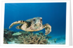 Hawksbill Turtle (Eretmochelys imbricata) by Anonymous