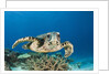 Hawksbill Turtle (Eretmochelys imbricata) by Anonymous