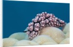 Warty Sea Slug (Phyllidiopsis krempfi) by Anonymous