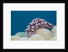 Warty Sea Slug (Phyllidiopsis krempfi) by Anonymous