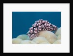 Warty Sea Slug (Phyllidiopsis krempfi) by Anonymous