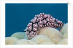 Warty Sea Slug (Phyllidiopsis krempfi) by Anonymous