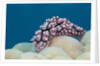 Warty Sea Slug (Phyllidiopsis krempfi) by Anonymous