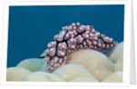 Warty Sea Slug (Phyllidiopsis krempfi) by Anonymous