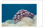 Warty Sea Slug (Phyllidiopsis krempfi) by Anonymous