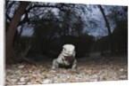 Rhinoceros Iguana (Cyclura cornuta) by Anonymous