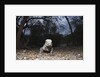 Rhinoceros Iguana (Cyclura cornuta) by Anonymous