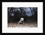 Rhinoceros Iguana (Cyclura cornuta) by Anonymous