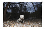 Rhinoceros Iguana (Cyclura cornuta) by Anonymous