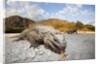 Rhinoceros Iguana (Cyclura cornuta) by Anonymous