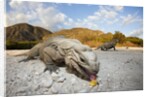 Rhinoceros Iguana (Cyclura cornuta) by Anonymous