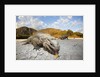 Rhinoceros Iguana (Cyclura cornuta) by Anonymous