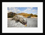 Rhinoceros Iguana (Cyclura cornuta) by Anonymous