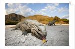 Rhinoceros Iguana (Cyclura cornuta) by Anonymous