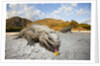 Rhinoceros Iguana (Cyclura cornuta) by Anonymous