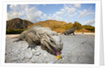 Rhinoceros Iguana (Cyclura cornuta) by Anonymous