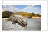 Rhinoceros Iguana (Cyclura cornuta) by Anonymous