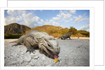 Rhinoceros Iguana (Cyclura cornuta) by Anonymous