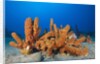 Tube Sponges in Coral Reef by Anonymous
