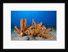 Tube Sponges in Coral Reef by Anonymous