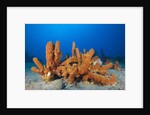 Tube Sponges in Coral Reef by Anonymous