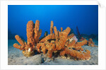 Tube Sponges in Coral Reef by Anonymous