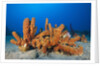 Tube Sponges in Coral Reef by Anonymous