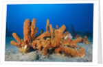 Tube Sponges in Coral Reef by Anonymous
