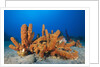 Tube Sponges in Coral Reef by Anonymous