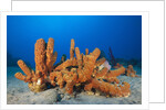 Tube Sponges in Coral Reef by Anonymous