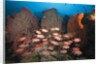 Soldierfish on Coral Reef by Anonymous