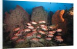 Soldierfish on Coral Reef by Anonymous