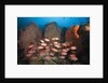 Soldierfish on Coral Reef by Anonymous