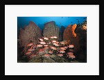 Soldierfish on Coral Reef by Anonymous