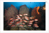 Soldierfish on Coral Reef by Anonymous