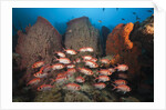 Soldierfish on Coral Reef by Anonymous
