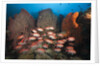 Soldierfish on Coral Reef by Anonymous