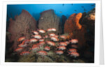 Soldierfish on Coral Reef by Anonymous
