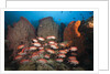 Soldierfish on Coral Reef by Anonymous