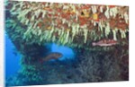 Soft Corals in Overhang, Maldives by Anonymous
