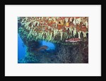 Soft Corals in Overhang, Maldives by Anonymous