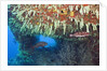 Soft Corals in Overhang, Maldives by Anonymous