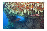 Soft Corals in Overhang, Maldives by Anonymous